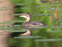 Podilymbus podiceps
