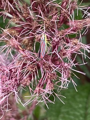 Graphocephala coccinea