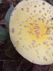Amanita