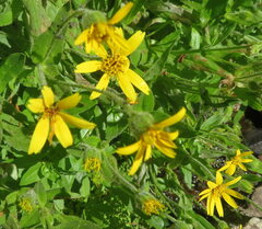 Arnica