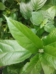 Ficus hispida
