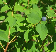 Vaccinium