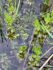 Bacopa