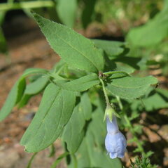 Mertensia