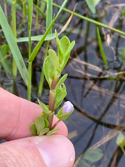 Bacopa