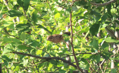 Emberiza