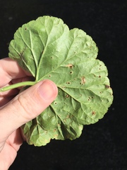 Puccinia pelargonii-zonalis