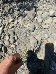 Trichostema lanceolatum
