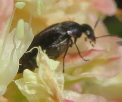 Mordellinae