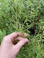 Epilobium coloratum