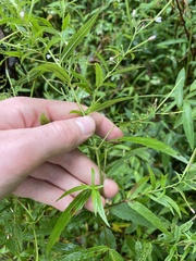 Epilobium coloratum