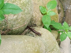 Sphenomorphus indicus