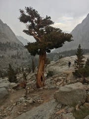 Pinus balfouriana