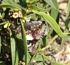 Vanessa itea