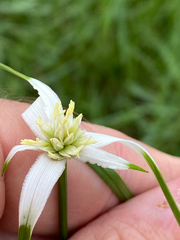 Rhynchospora colorata
