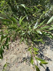 Salix laevigata