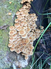 Kuehneromyces mutabilis
