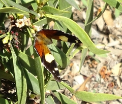 Vanessa itea