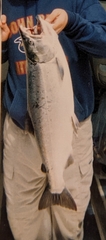 Oncorhynchus kisutch