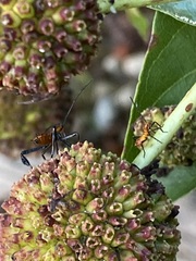 Leptoglossus phyllopus