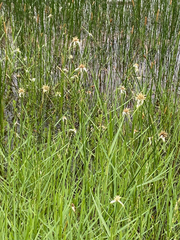 Rhynchospora colorata