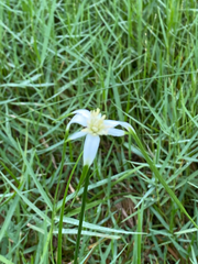 Rhynchospora colorata