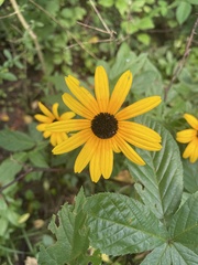 Rudbeckia fulgida