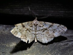 Peribatodes secundaria