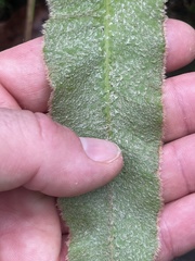 Elaphoglossum