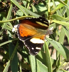Vanessa itea