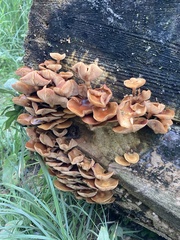 Kuehneromyces mutabilis