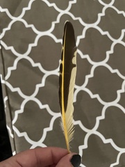 Colaptes auratus luteus