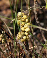 Toxicodendron rydbergii
