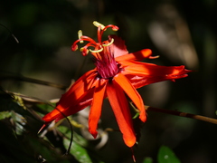 Passiflora tholozanii