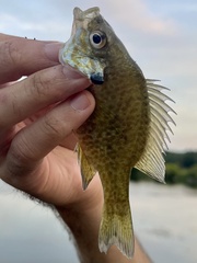 Lepomis gibbosus × macrochirus