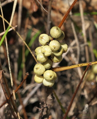Toxicodendron rydbergii