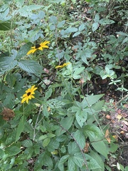 Rudbeckia fulgida