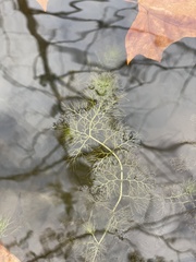 Utricularia macrorhiza