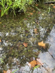Utricularia macrorhiza