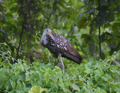 Aramus guarauna