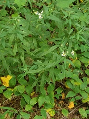Symphyotrichum ontarionis