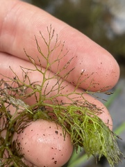 Utricularia macrorhiza