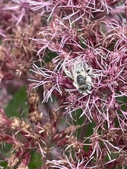 Melissodes druriellus