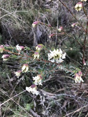 Pimelea linifolia linifolia