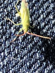 Trigonotylus