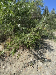 Salix laevigata