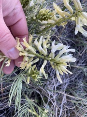 Astragalus pectinatus