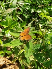 Junonia hedonia