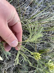 Astragalus pectinatus