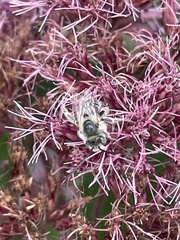 Melissodes druriellus